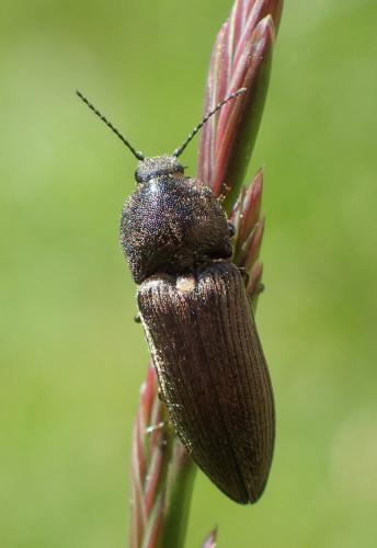 Réf. 266 361 : Cidnopus pilosus